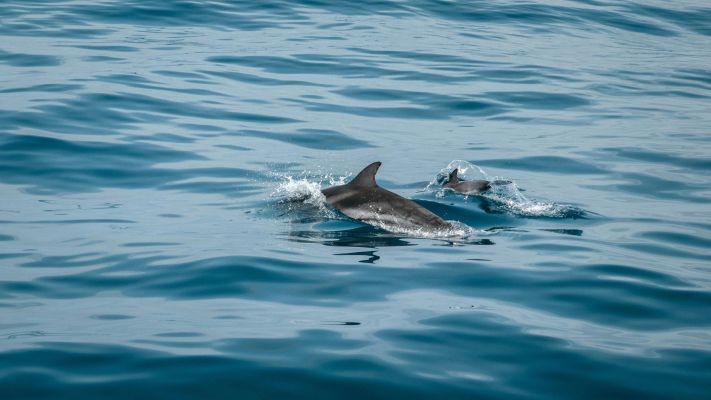 Dolphins swim gracefully in the open ocean, creating splashes as they move.