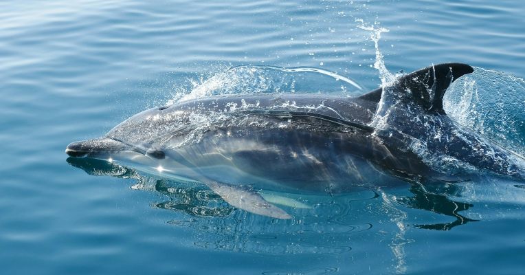 A dolphin gracefully skims through clear blue ocean waters, capturing marine life beauty.