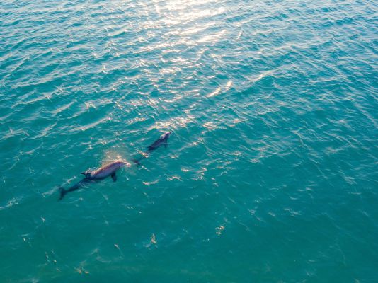 Aerial view of dolphins gliding through clear blue ocean waters on a sunny day.