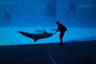 A person interacts with dolphins at an aquarium in Nagoya, Japan. Captivating underwater scene.