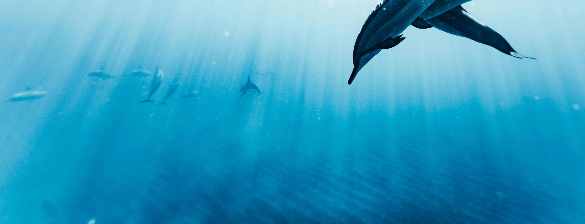 A tranquil underwater scene showcasing dolphins gracefully swimming in clear turquoise sea water.