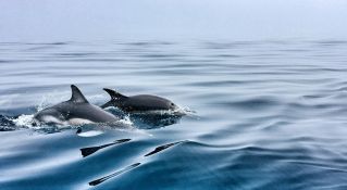 Two dolphins elegantly swimming in a calm, expansive ocean, showcasing marine life grace.